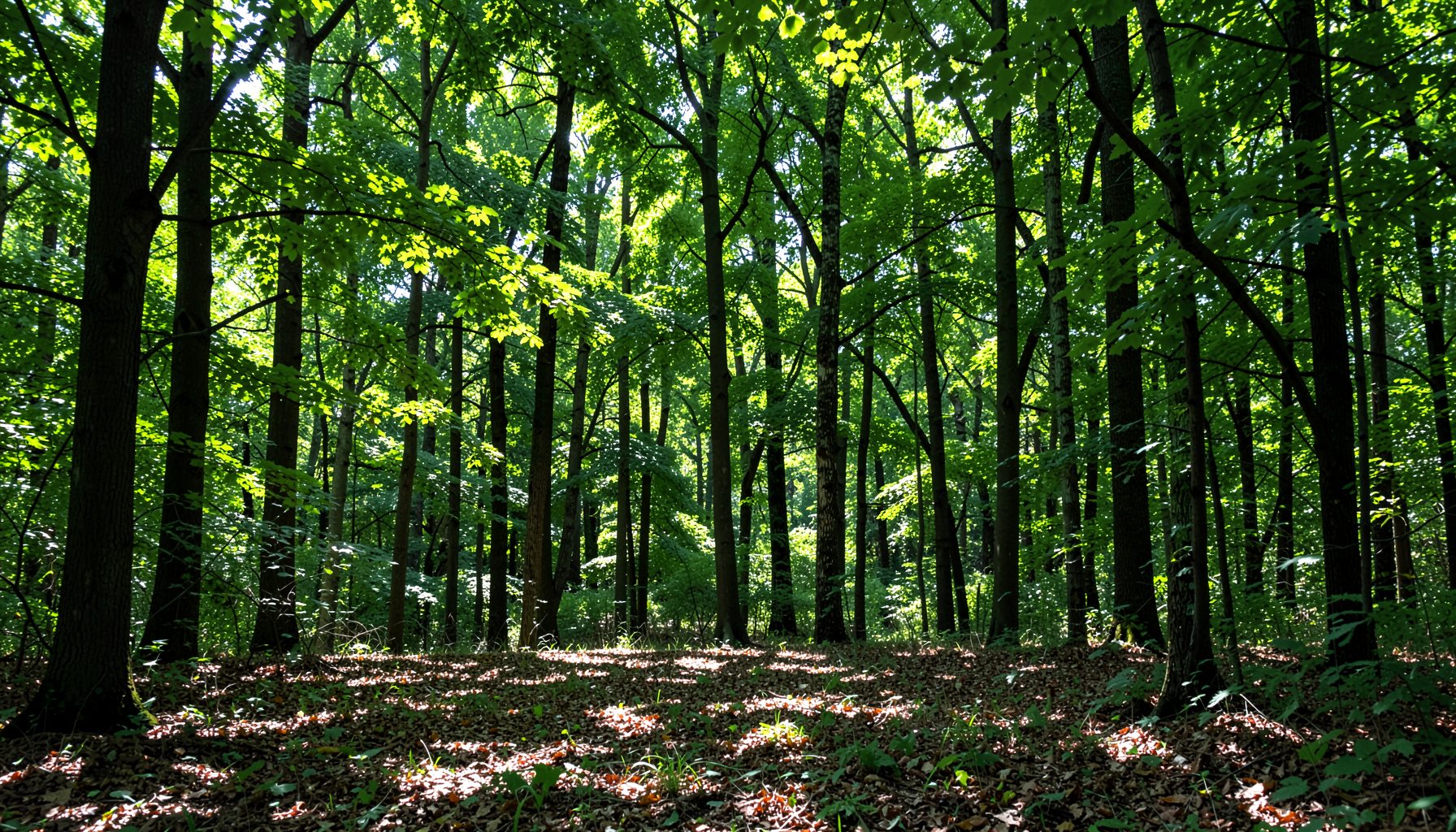 Dense forest interior with tall trunks and dappled light on leaf-covered ground, quiet and contemplative mood