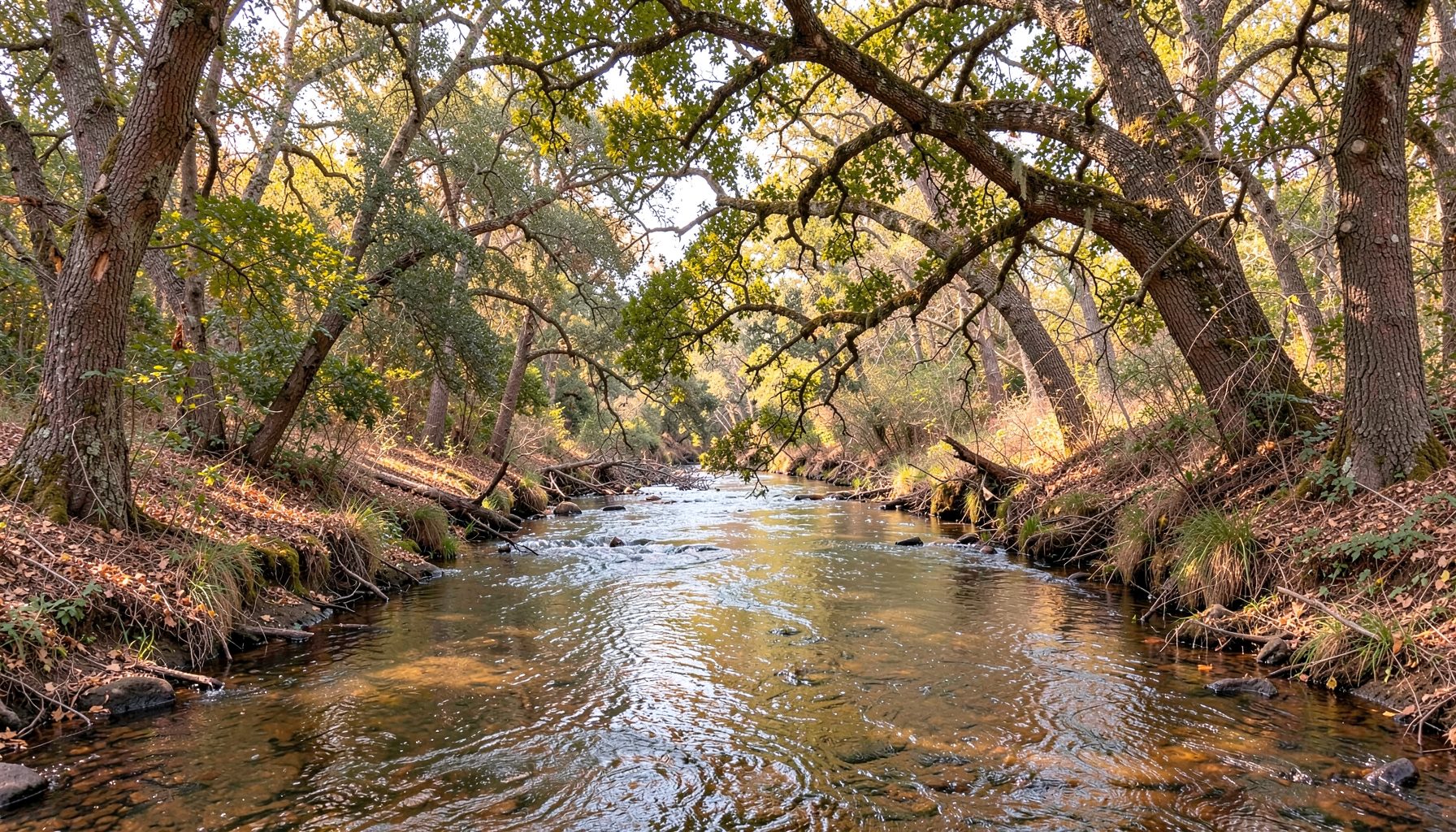 Tranquil forest stream flowing beneath arching mossy tree branches, green and brown tones
