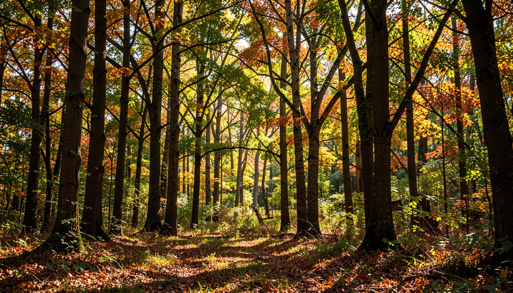 Autumn forest with orange and yellow leaves on tall trees, warm golden light
