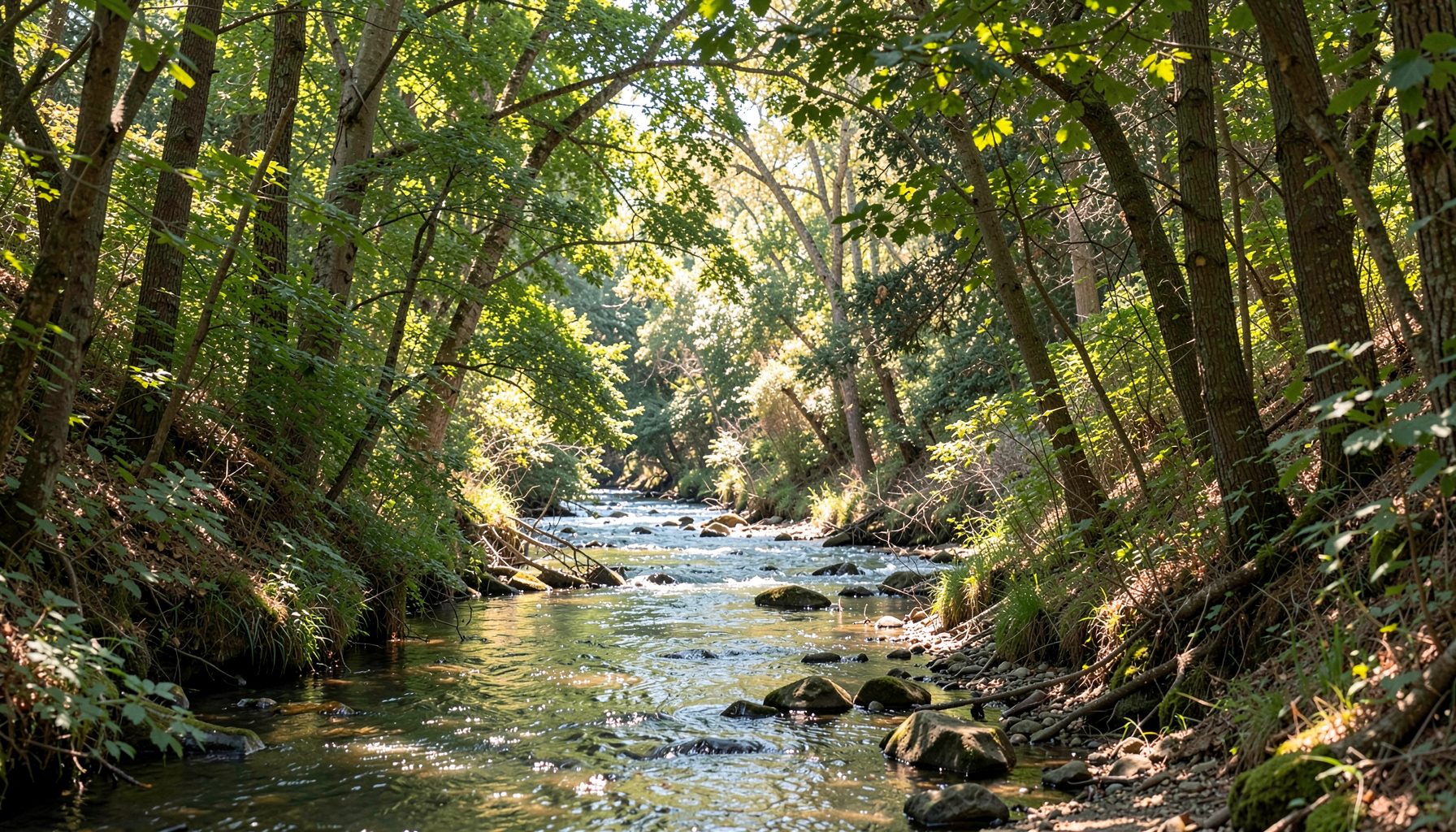 A shallow forest stream with rocks running through dense green woodland, dappled sunlight, tranquil mood